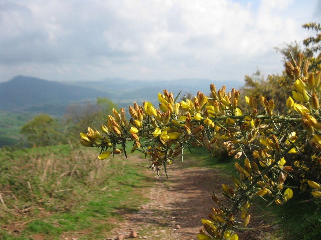 Thorny Fleurs