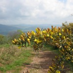 Thorny Fleurs