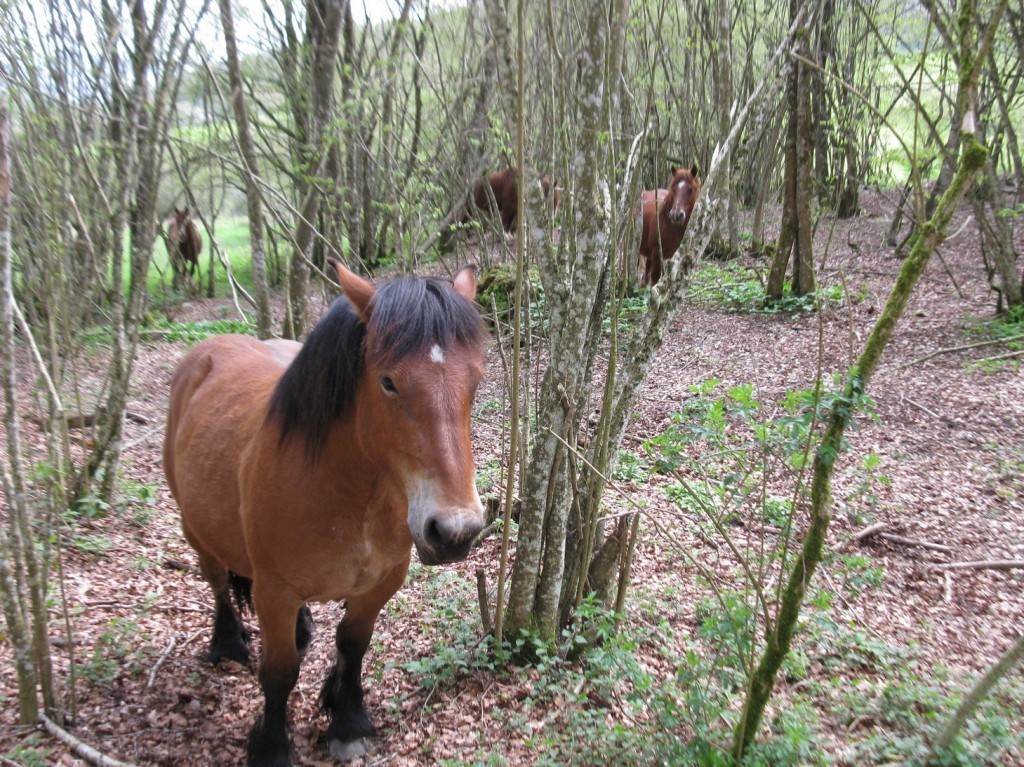 Burguete's Ponies