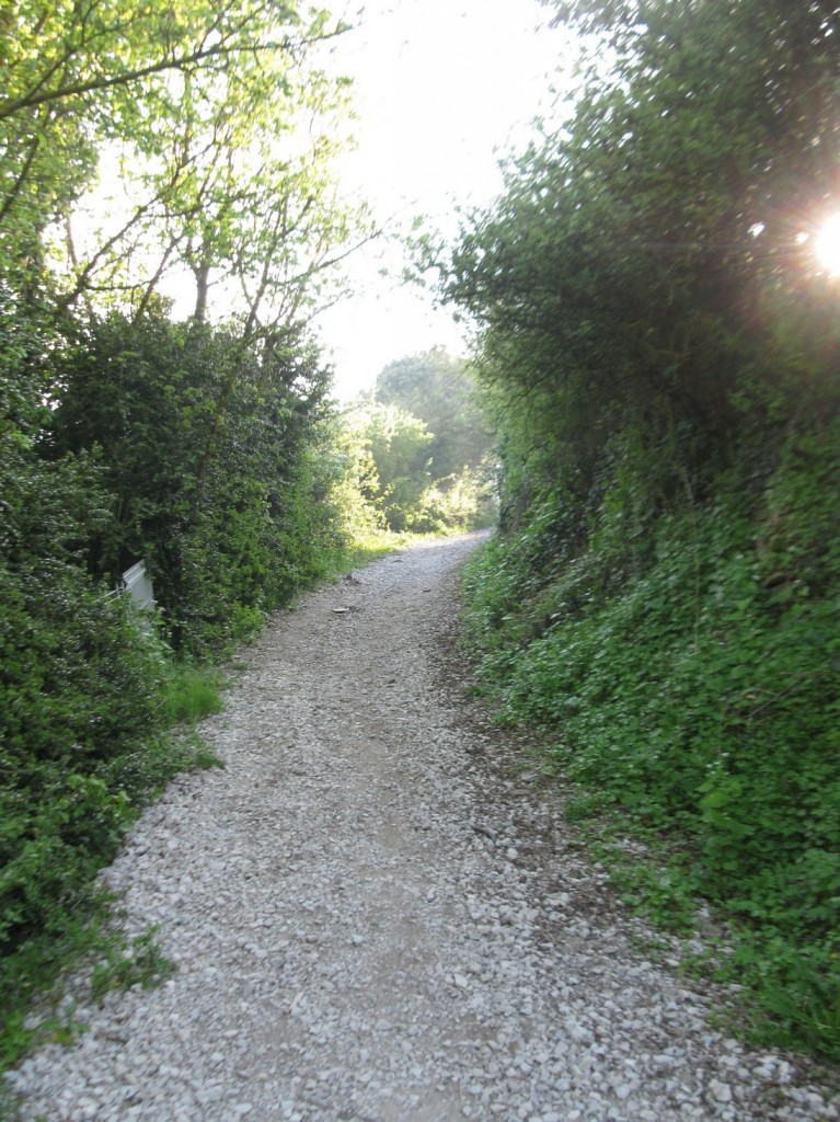 Wooded paths of Akerreta