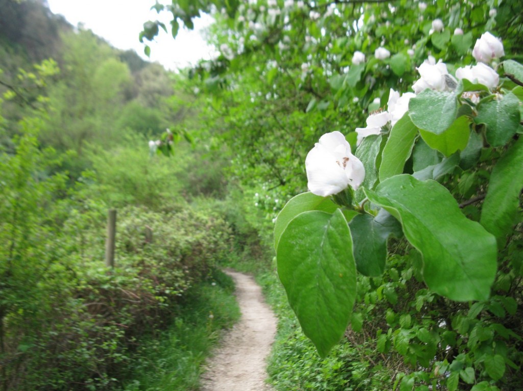 Country Trail