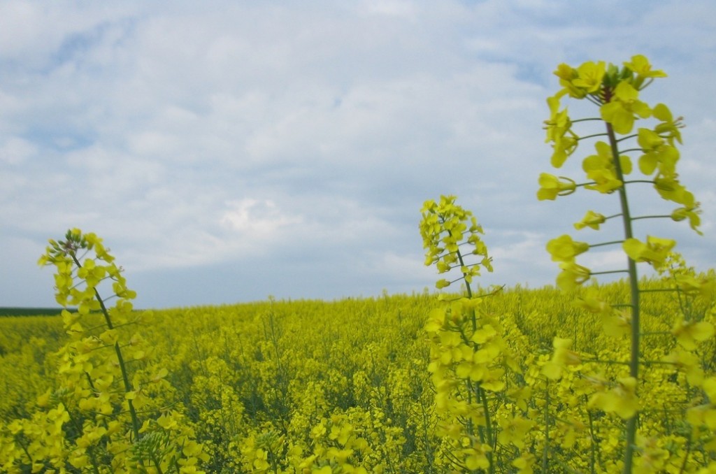 The Running of the Yellow Flowers