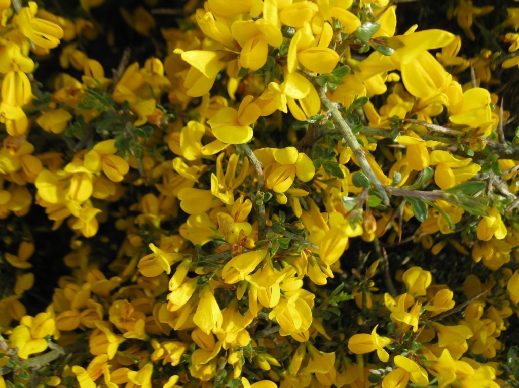 Flowers along the road outside of Hornillos del Camino.