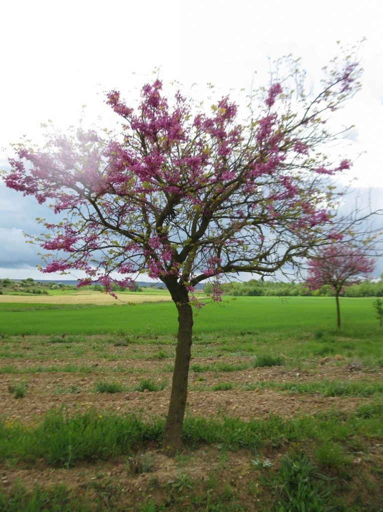 Purple Serenity