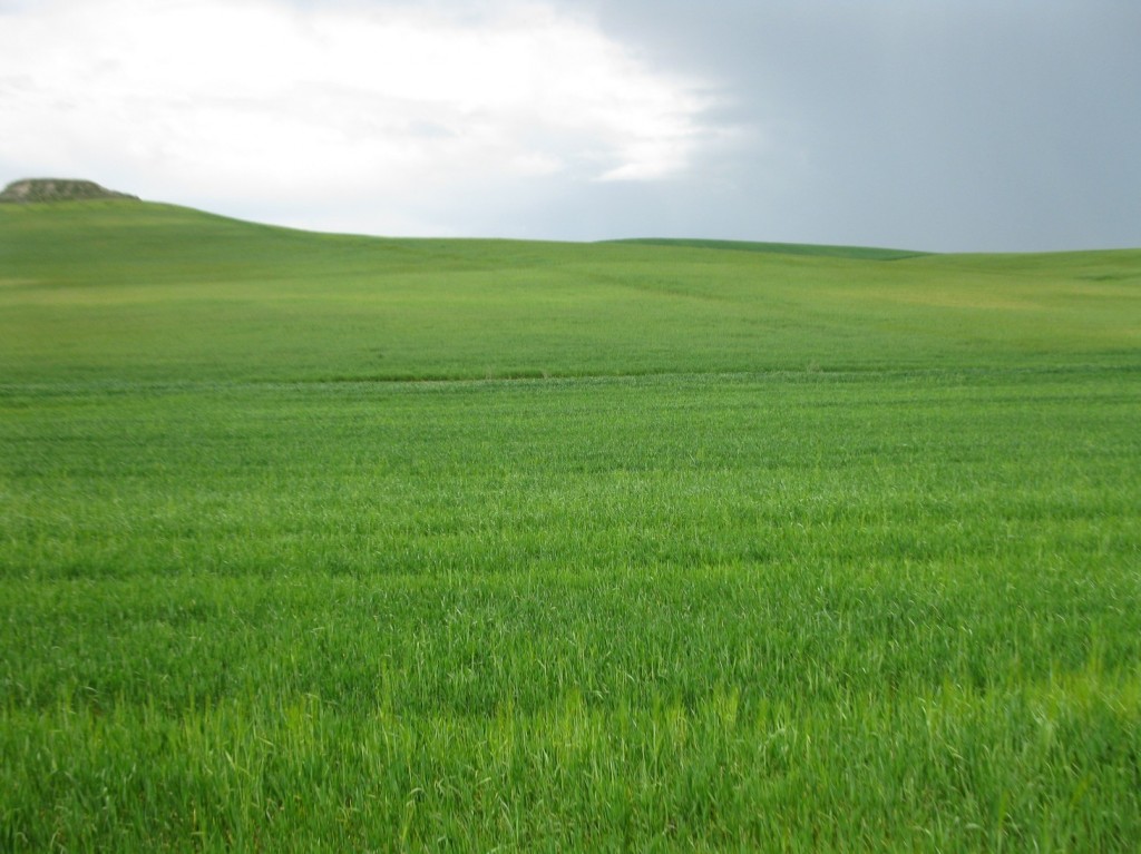 Rolling Fields