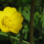 Buttercup