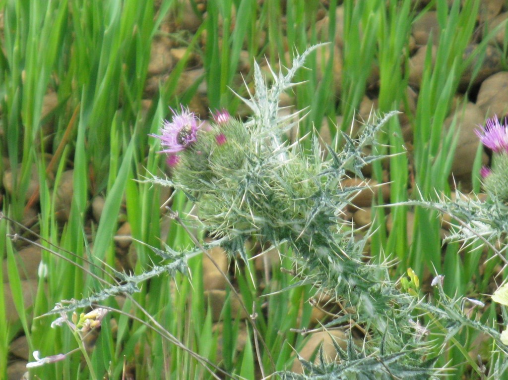 Spikey Beauty