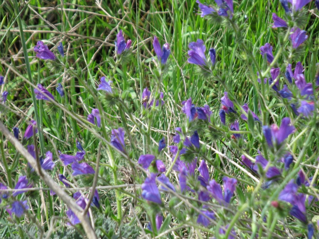 Wild Irises