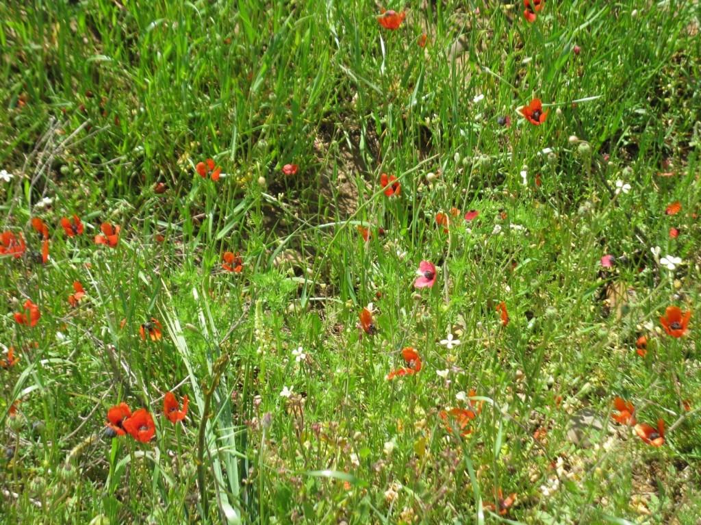 Poppies