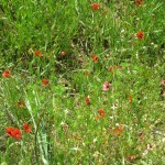 Poppies